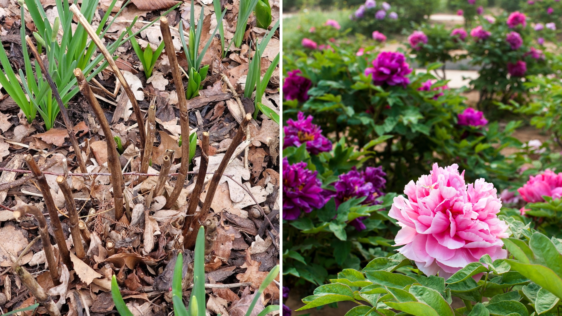 Here’s When You Should Cut Back Peonies For An Explosion Of Blossoms Next Season