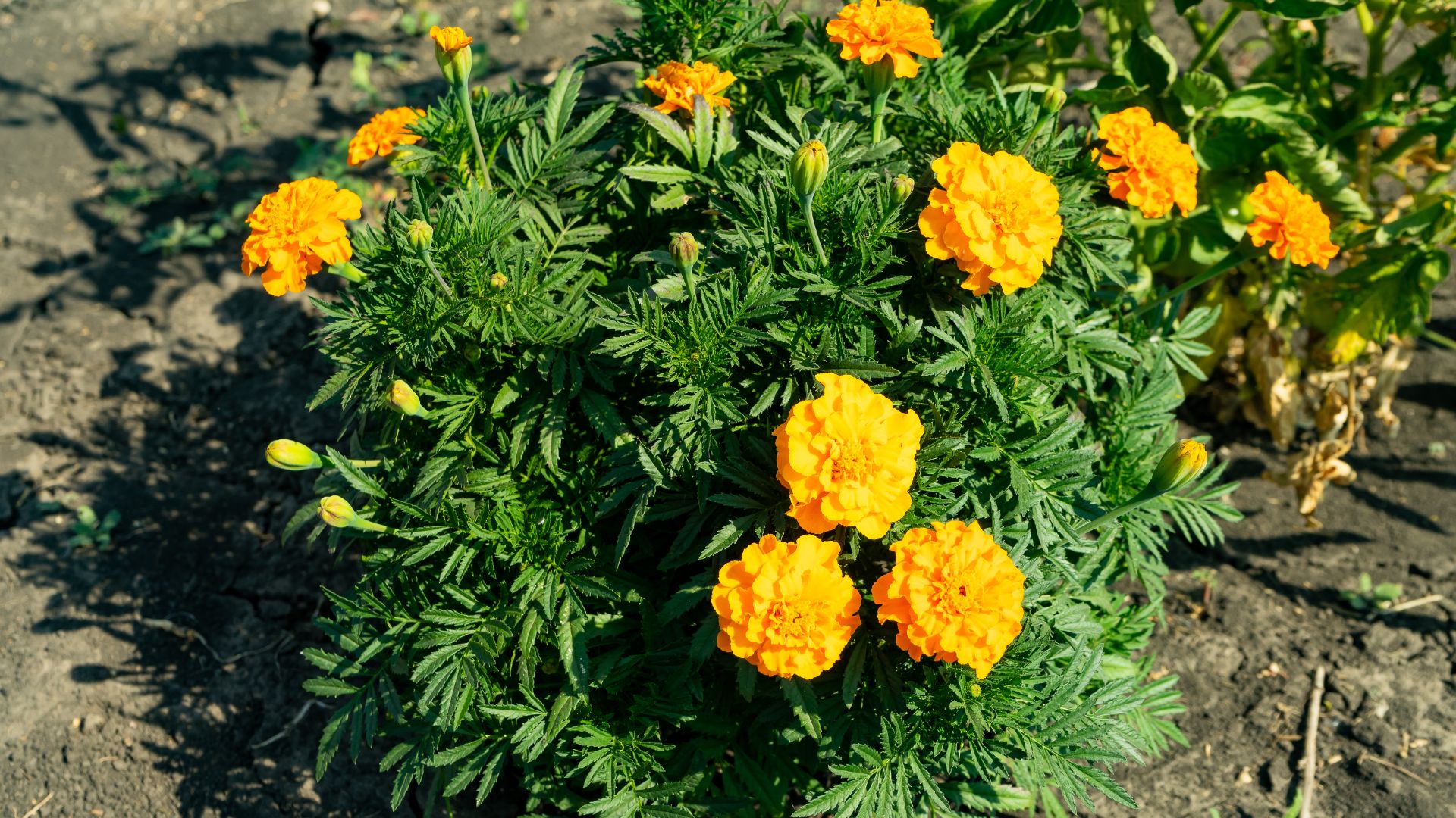 Here’s Why Marigolds And Cucumbers Are The IT Couple This Summer