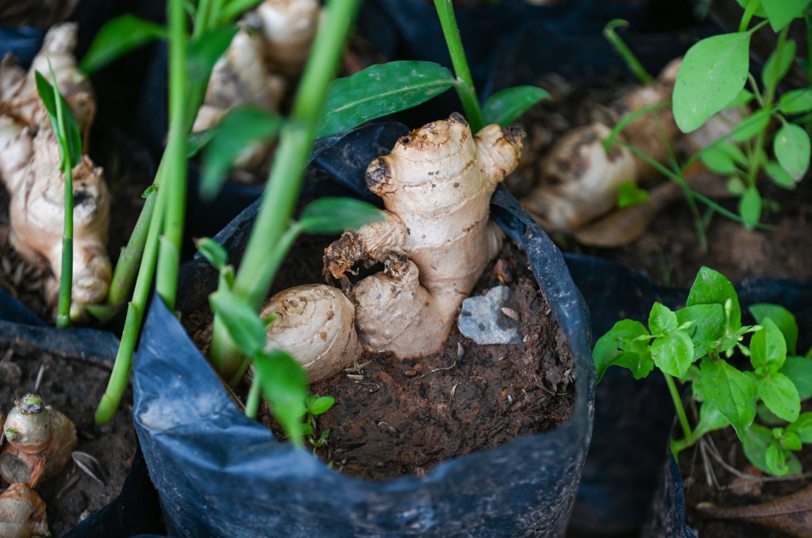 If You Want To Grow A Delicious Spice, Don’t Throw That Piece Of Ginger Away! 