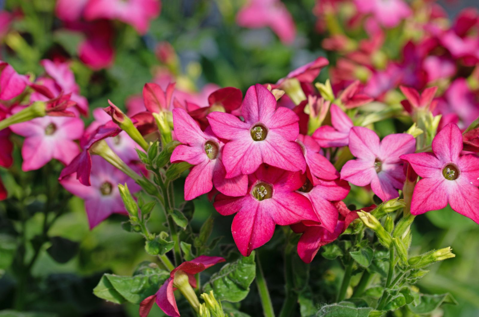 If You Want Your Garden To Smell Like Jasmine, Plant This Breathtaking Nicotiana