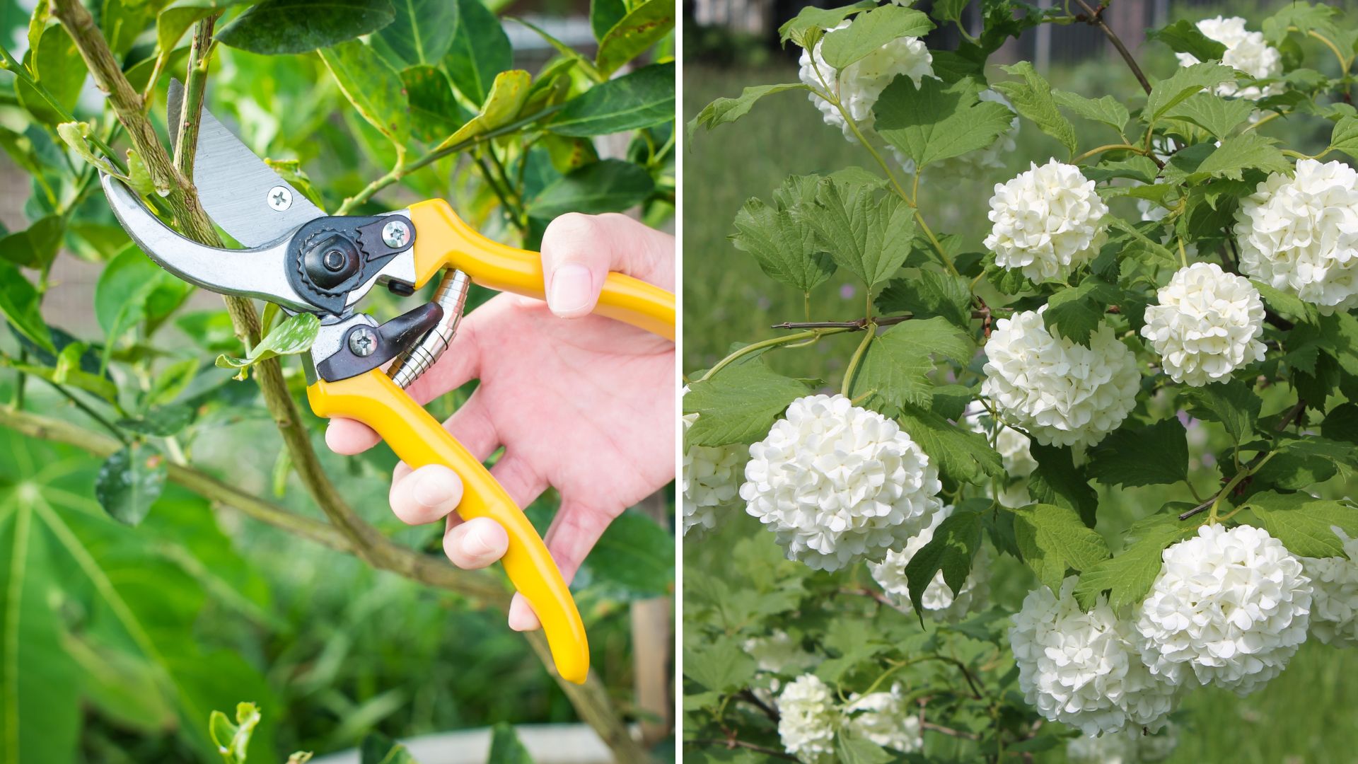 If You Want Your Snowball Viburnum To Produce More Gorgeous Blooms, Prune It This Way