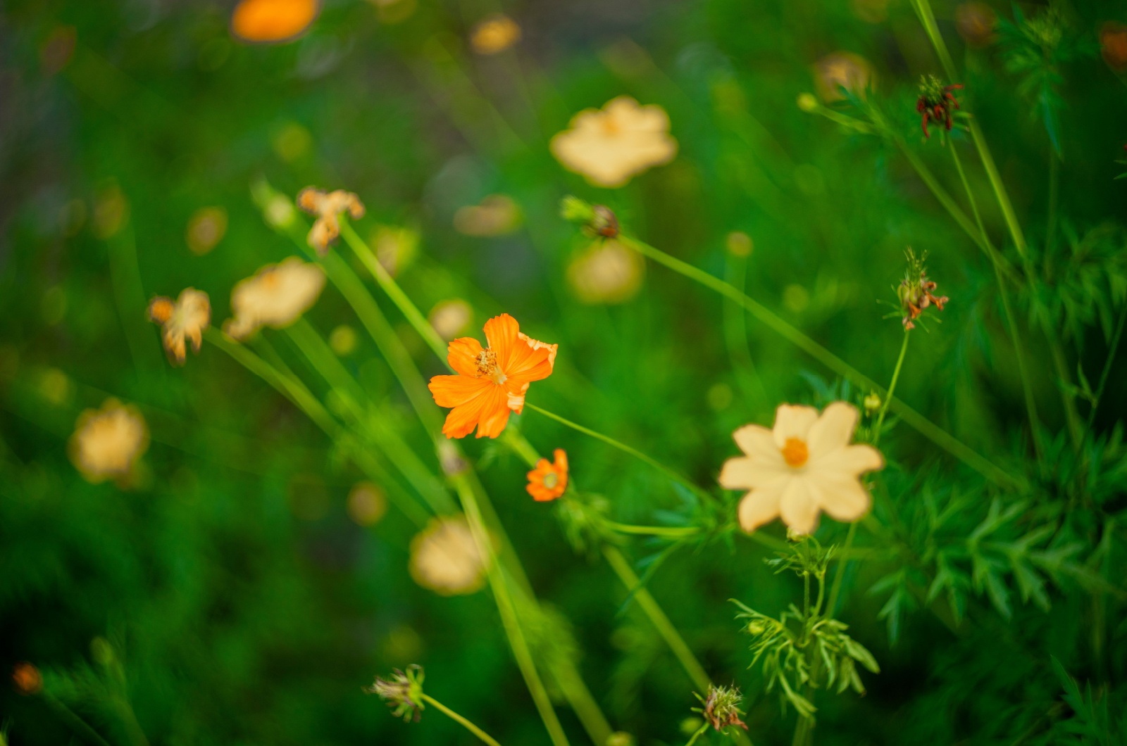 Ill cosmos plant