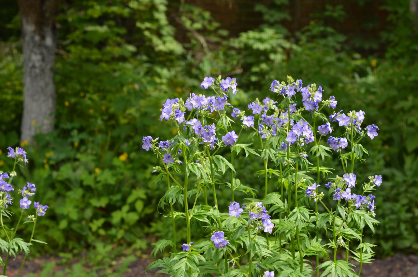 Jacob's ladder plant