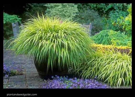 Japanese Forest Grass