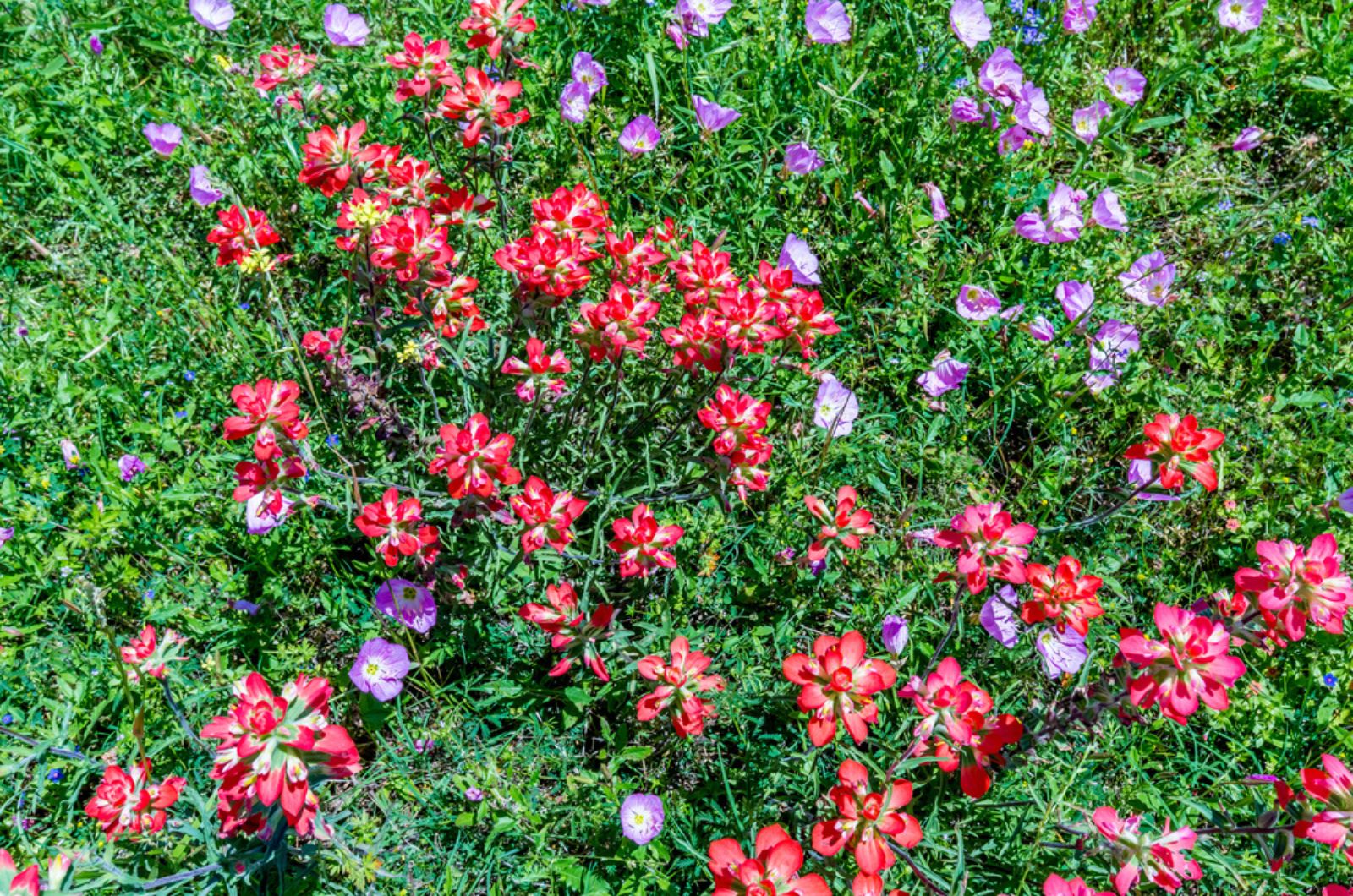 Primrose flowers