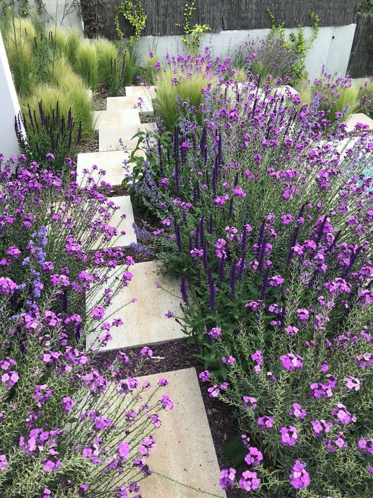 Lavender growing in a backyard