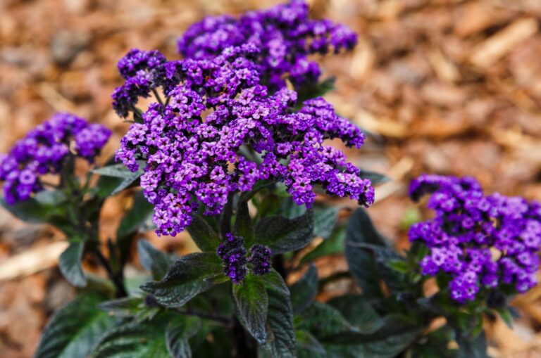 heliotrope blooming in garden