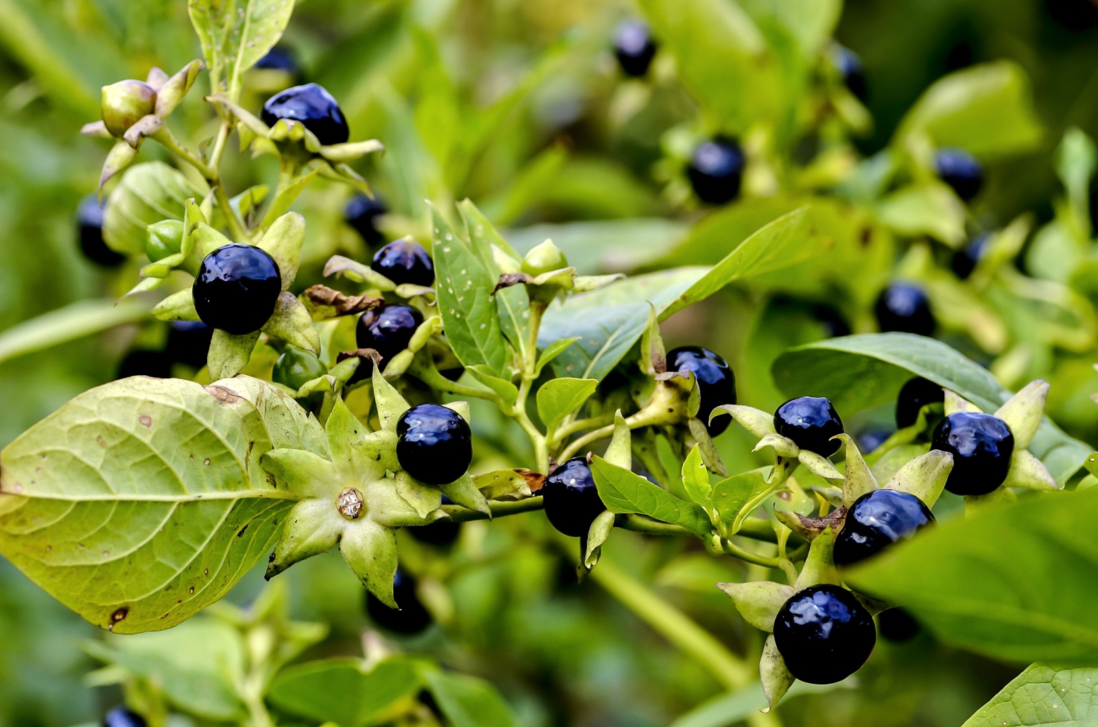 Learn How To Identify And Remove Toxic Nightshade From Your Garden