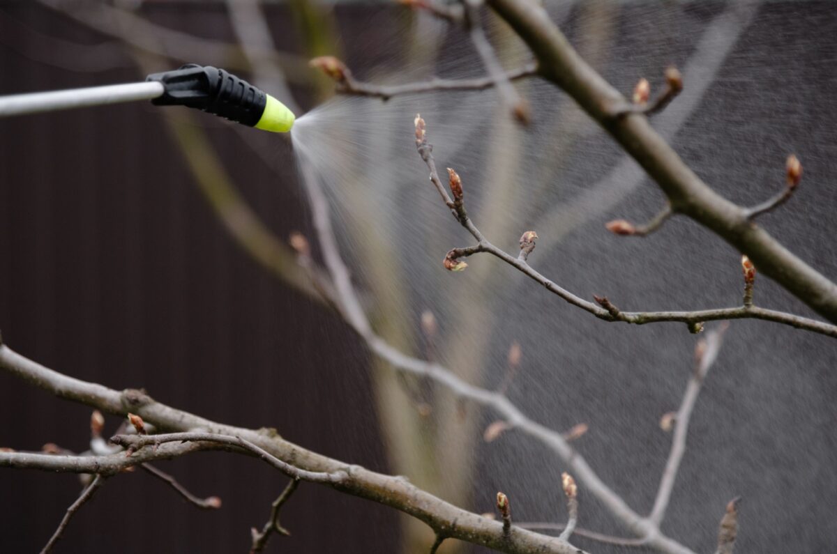 Let's Find Out The Perfect Time Of Year To Spray Your Delicious Fruit Trees