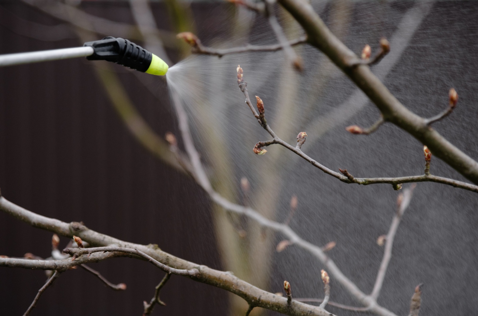 Let’s Find Out The Perfect Time Of Year To Spray Your Delicious Fruit Trees