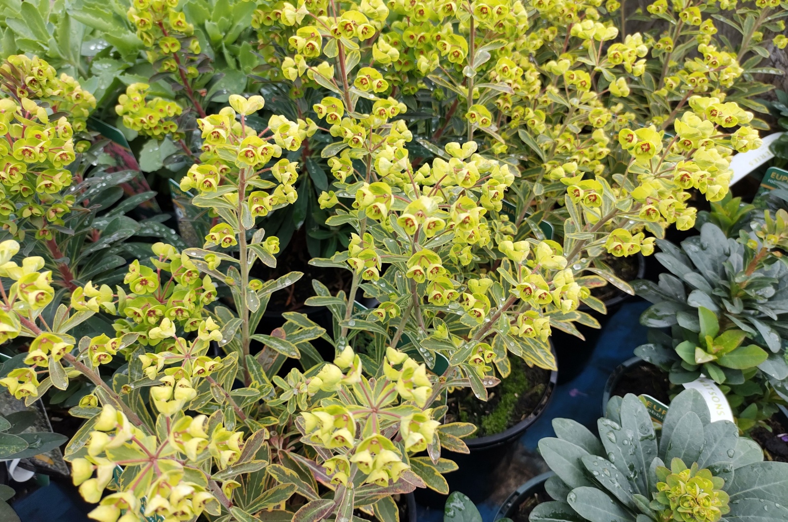 Lime green flowers of Martin's Spurge Euphorbia