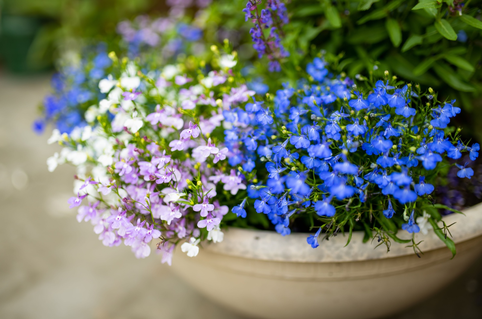 Lobelia flower