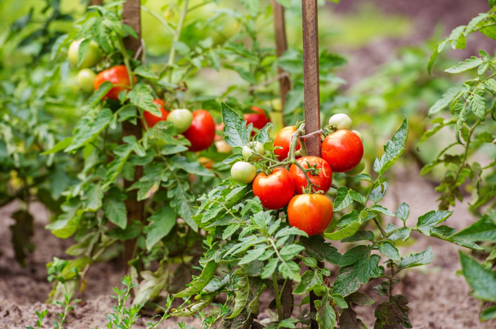 Make Sure Your Homemade Tomatoes Produce Juicy Fruit With These Amazing Tips