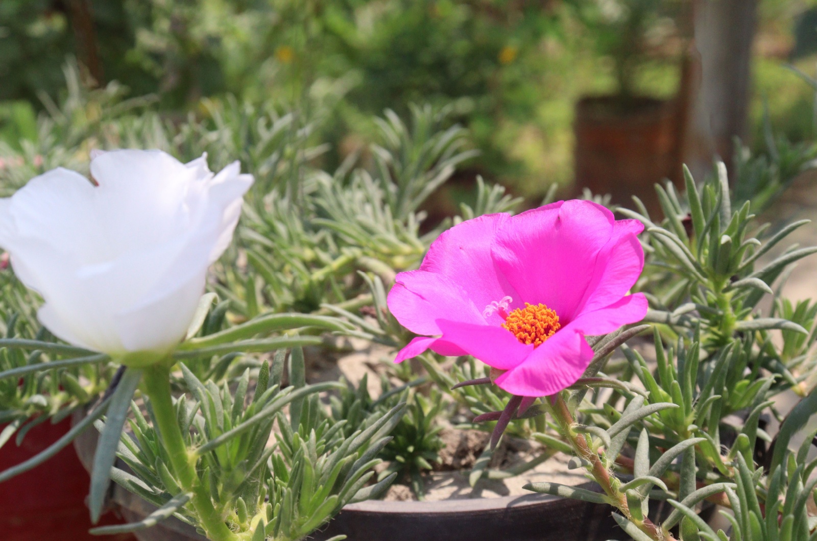 Moss roses growing