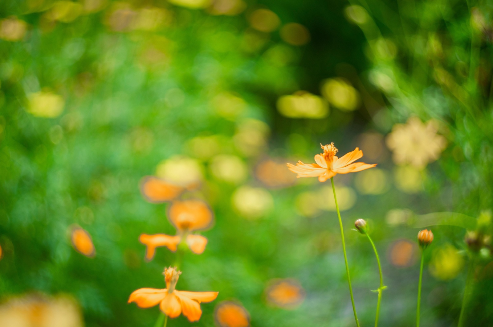 Orange cosmos plant