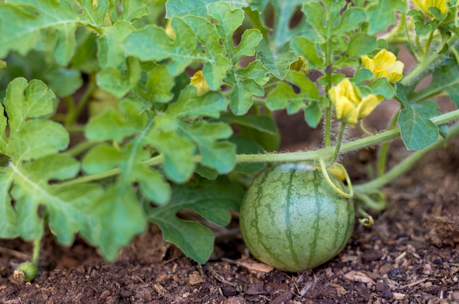 Organic baby watermelon growing in garden