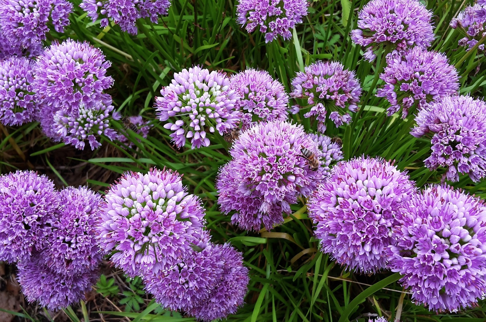 Ornamental Onion