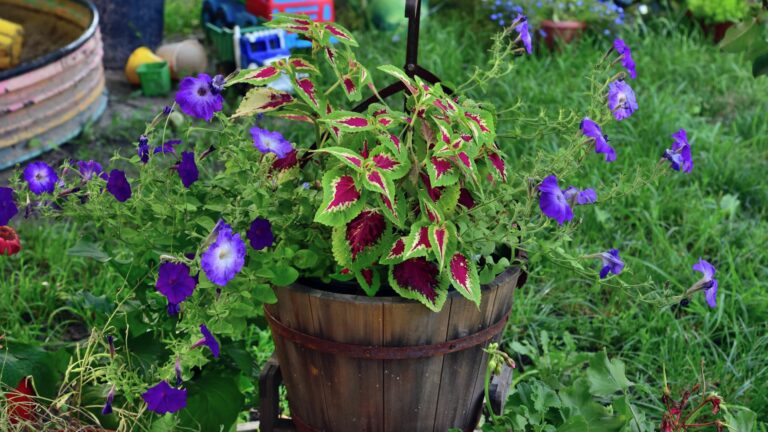 petunias and flowers
