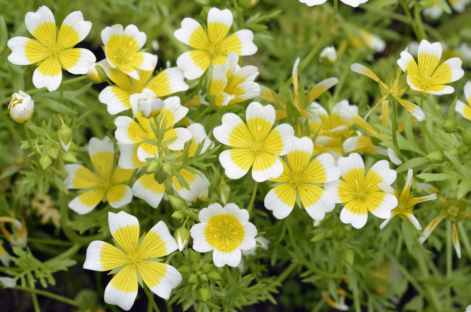 Poached Egg Plant