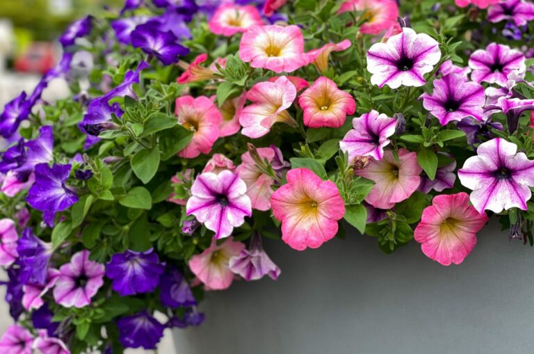 colorful petunias
