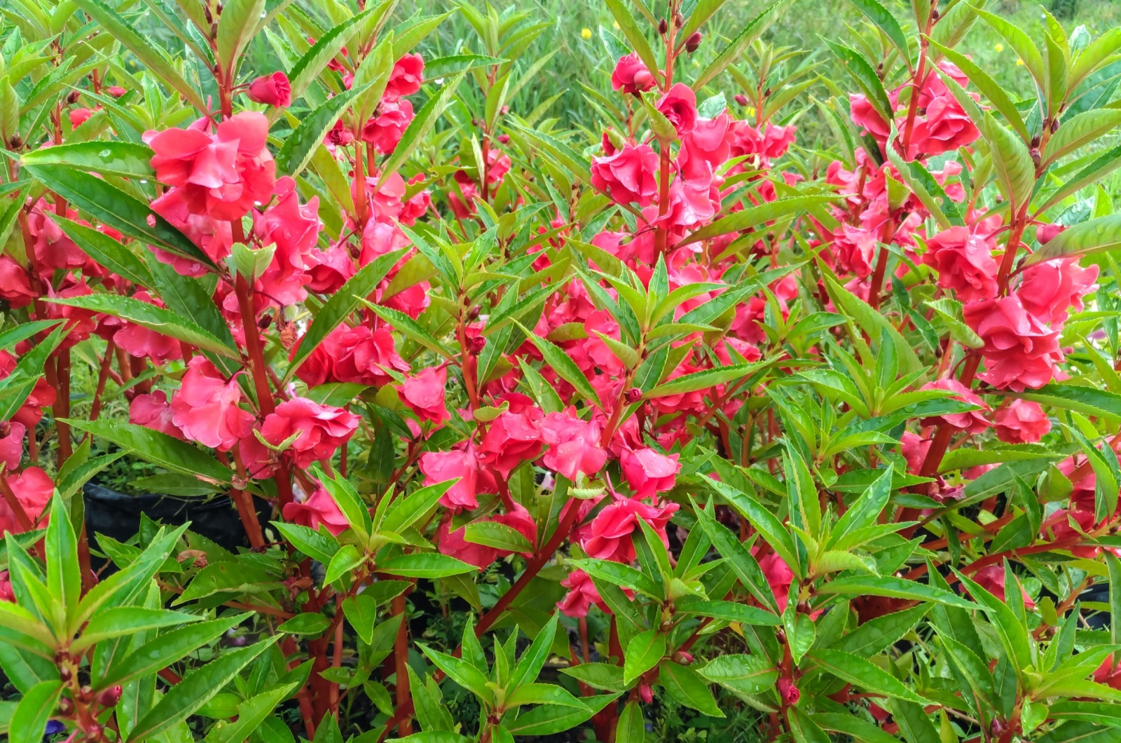 Red Balsam Flowers