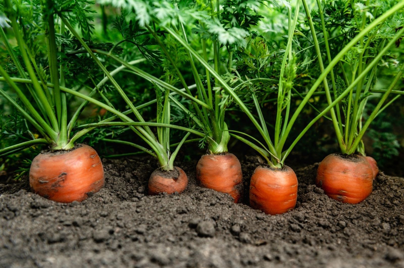 Ripe carrots growing in soil in garden
