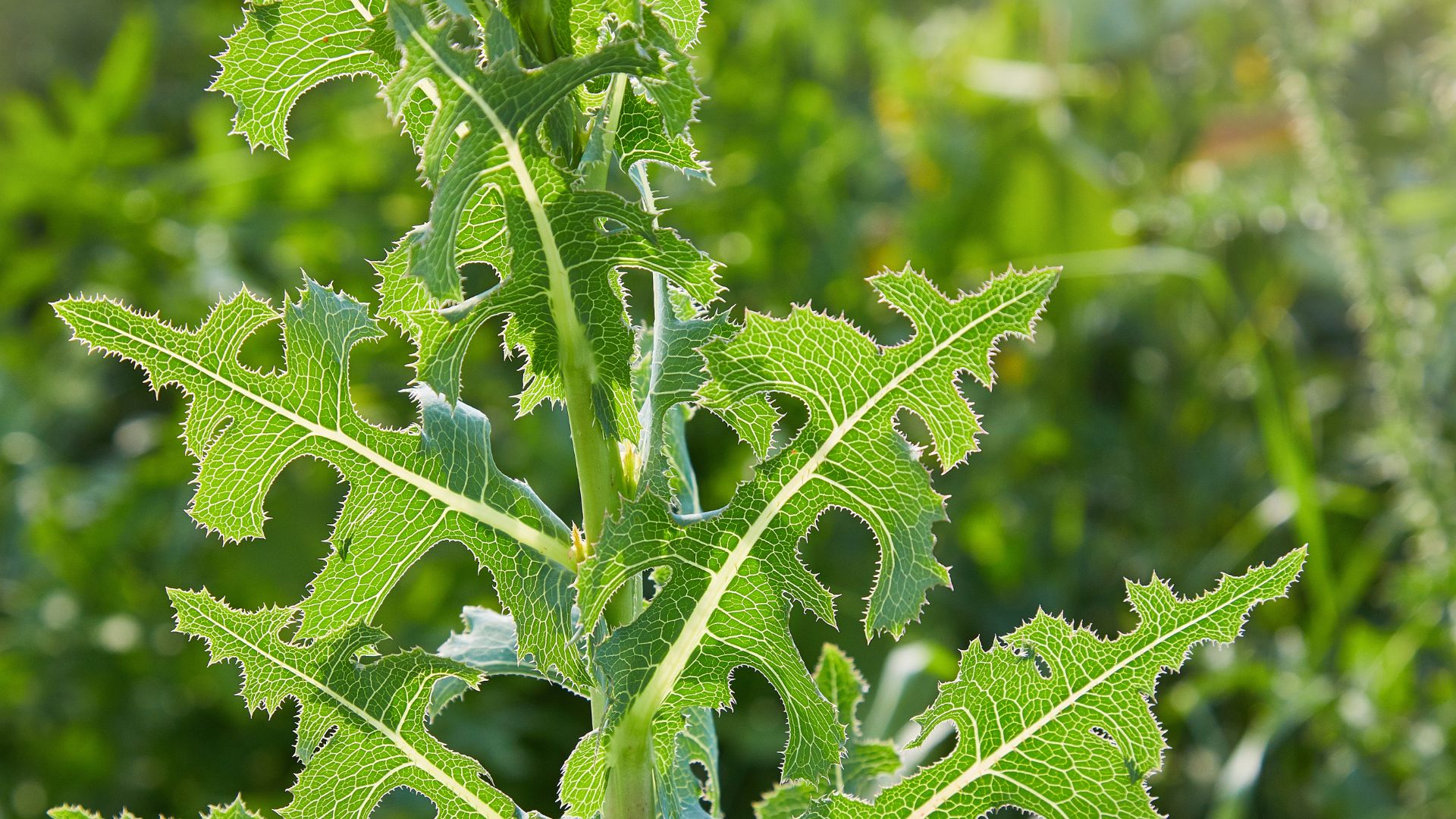 Say Goodbye To Prickly Lettuce Weeds With This Simple Yet Effective Hack