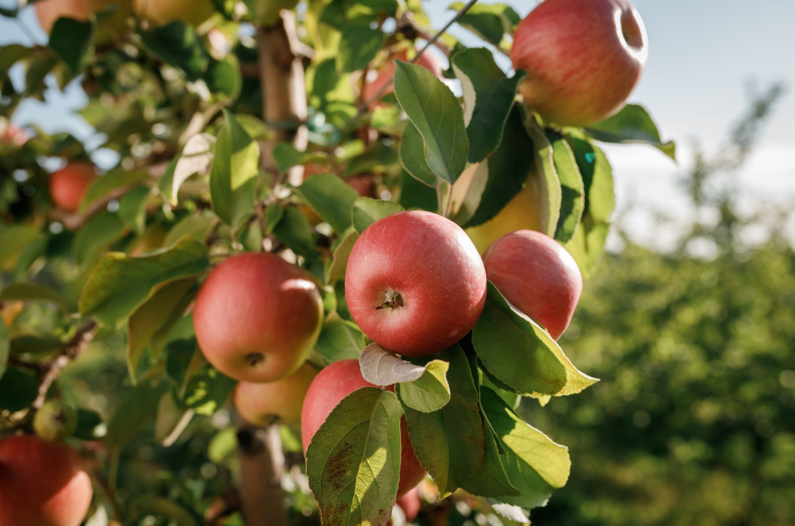 See How Long It Will Take For These 3 Types Of Apple Trees To Start Producing Tasty Fruits