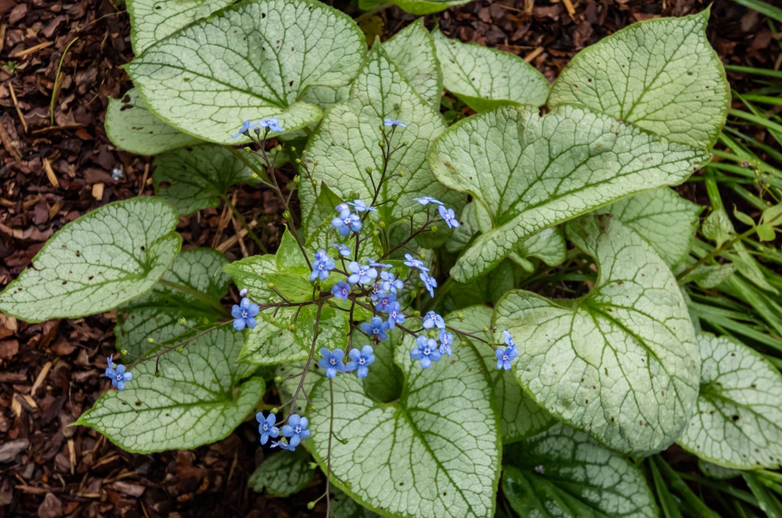 Siberian bugloss