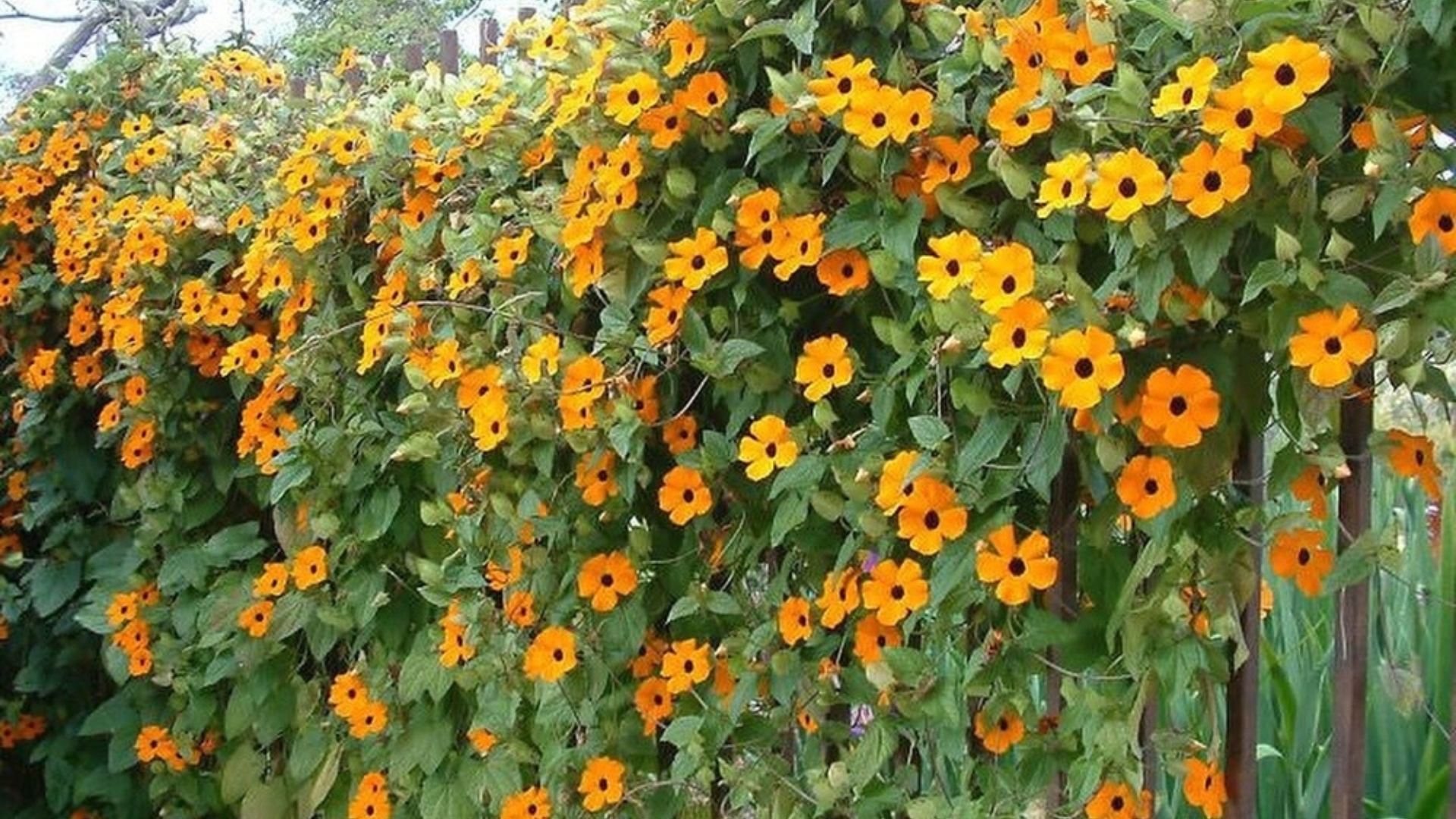 The Downside Of Black-Eyed Susan Vines That No One Will Tell You About