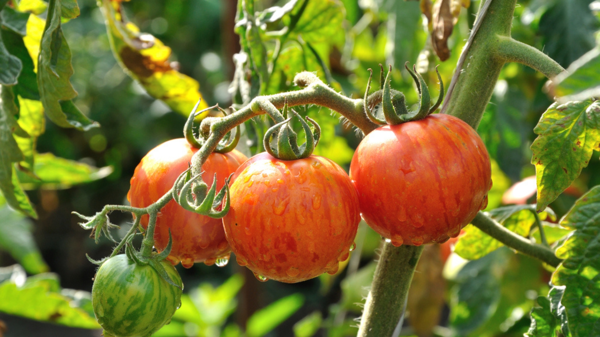 growing tomatoes