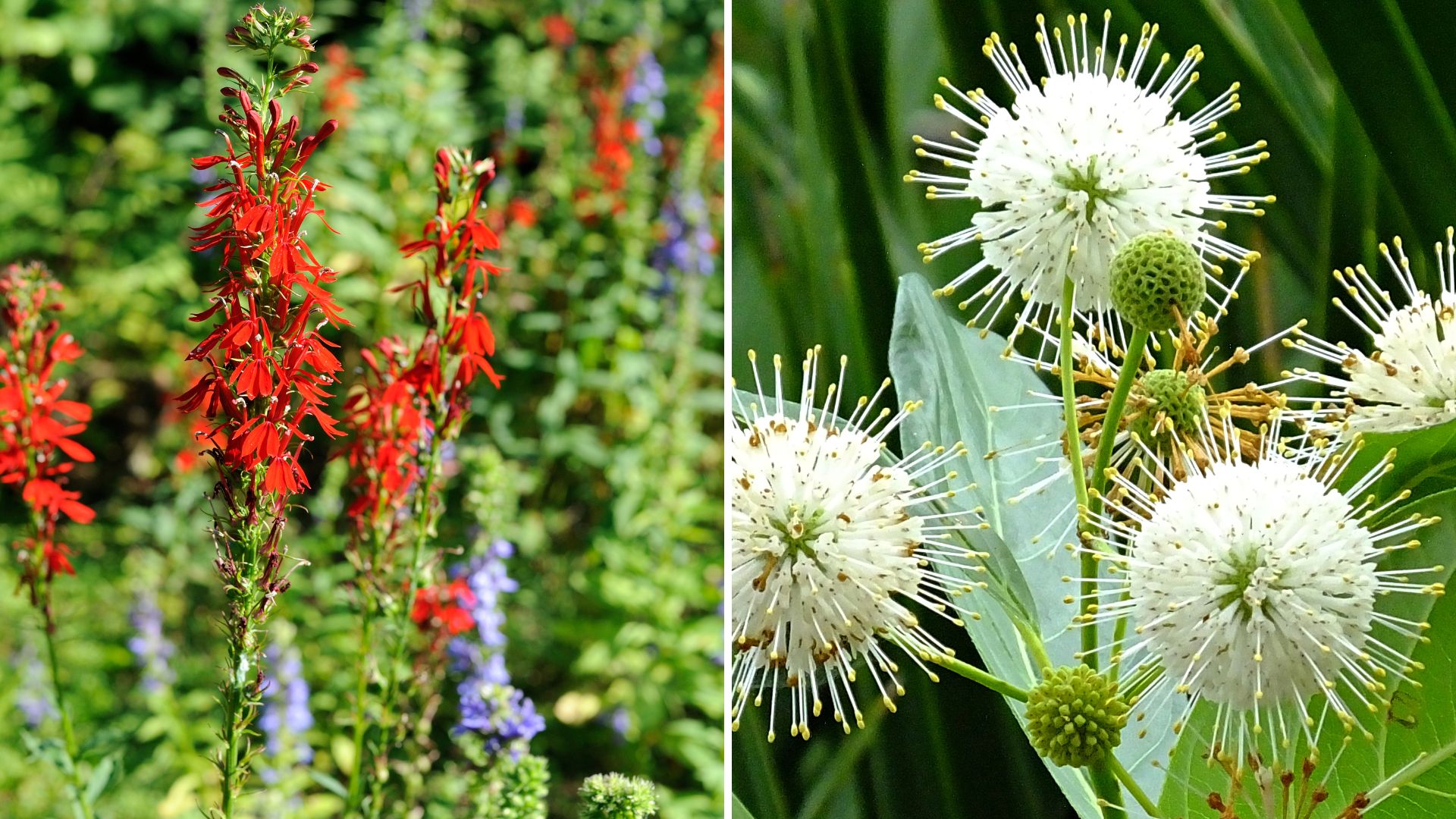 These 11 Plants Are Nature’s Sponges And The Best Choice For Your Rain Garden