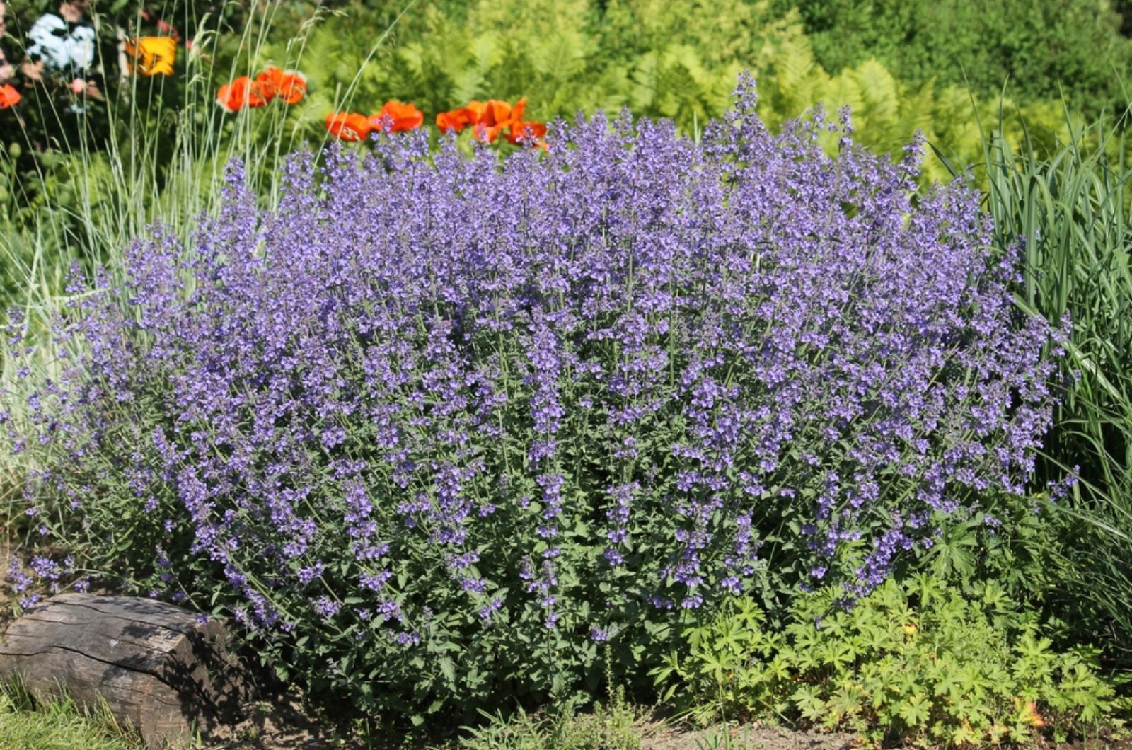 the bush of catmint