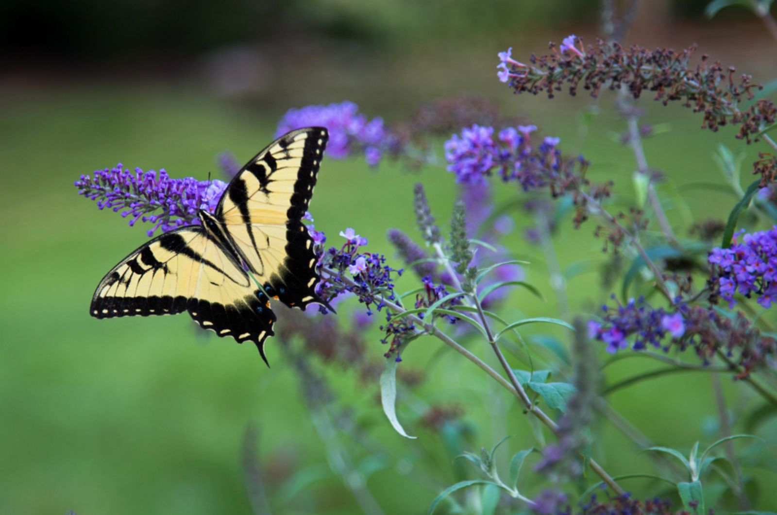 These 4 Reasons Will Definitely Make You Reconsider Planting A Butterfly Bush