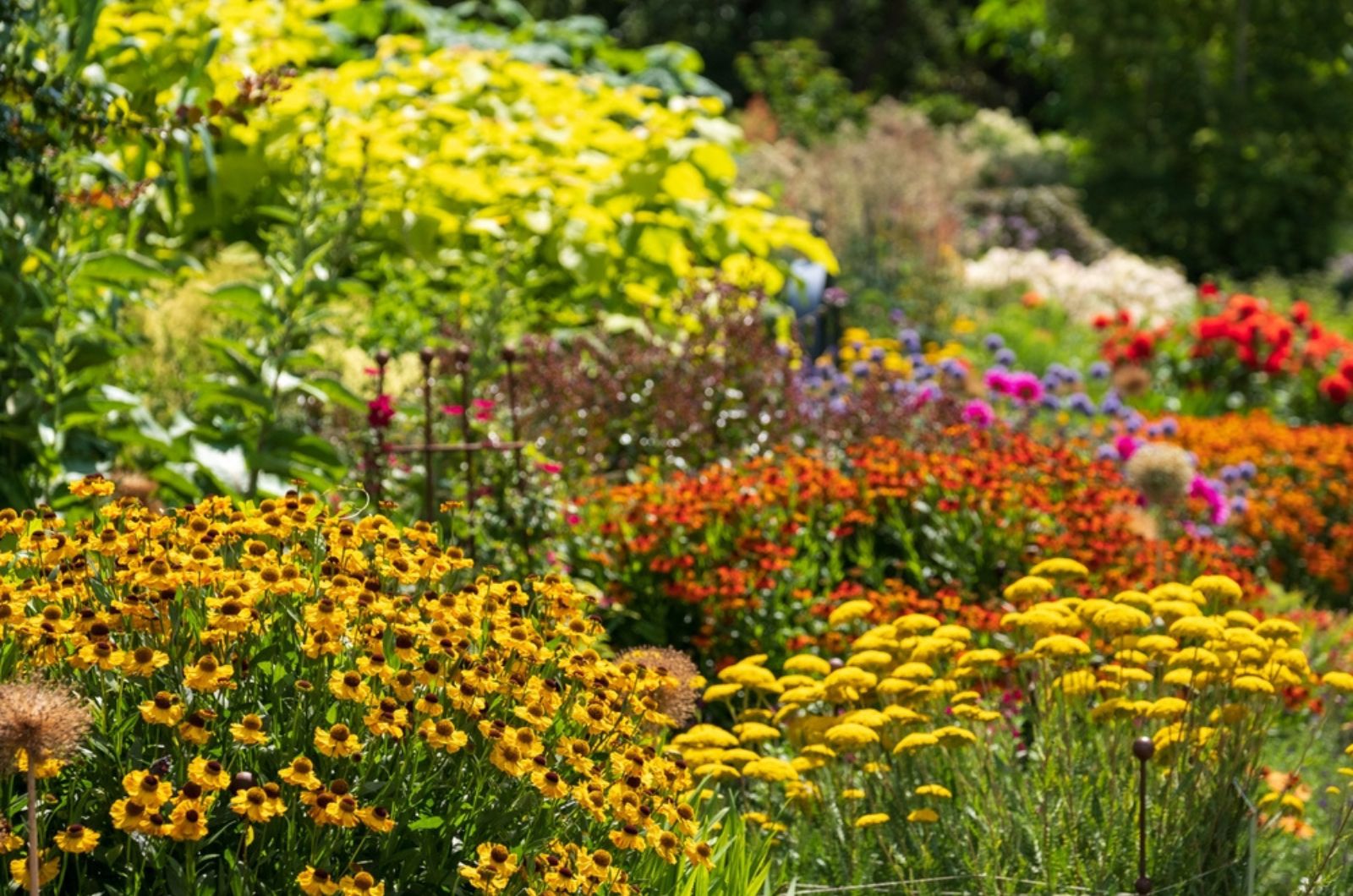 These 5 Breathtaking Perennials Are Must-Have This Summer