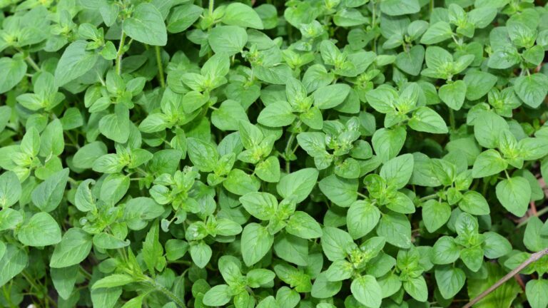 oregano plant