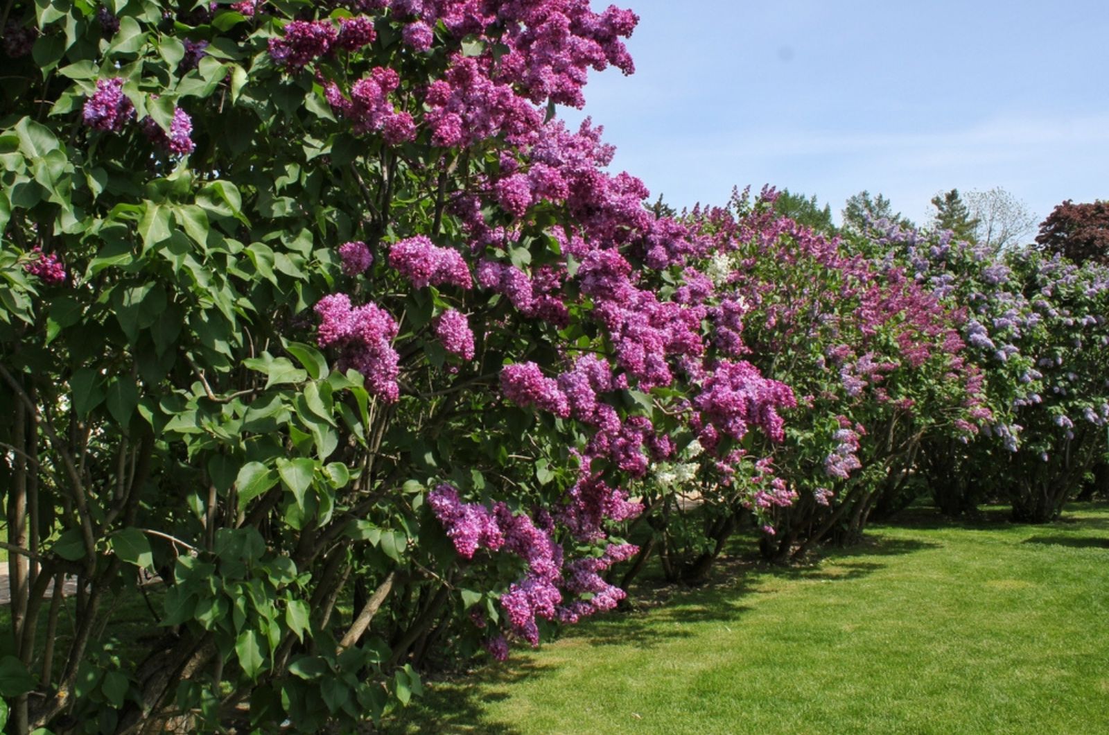 plant bestites with lilac