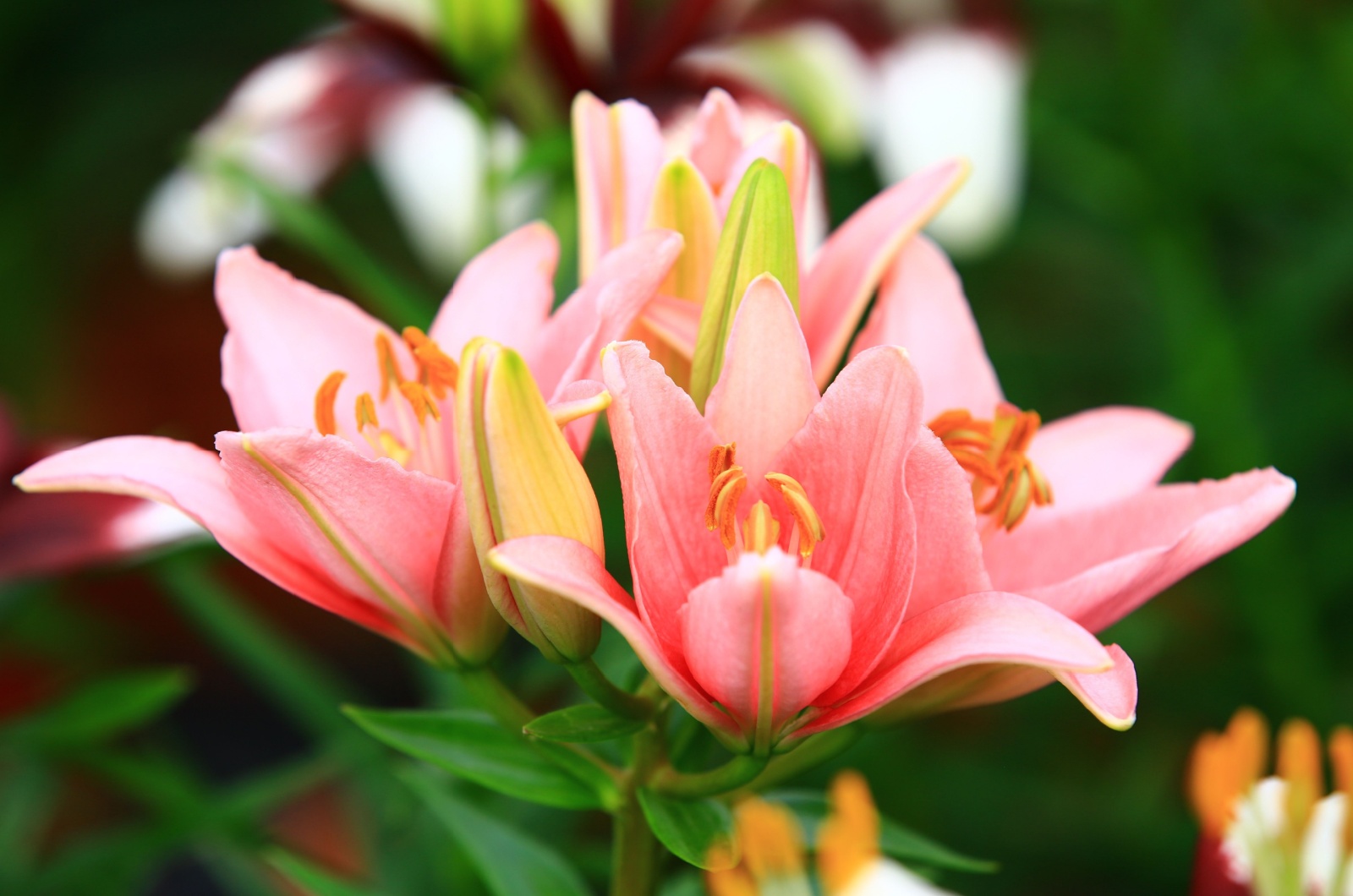 light pink lily flowers