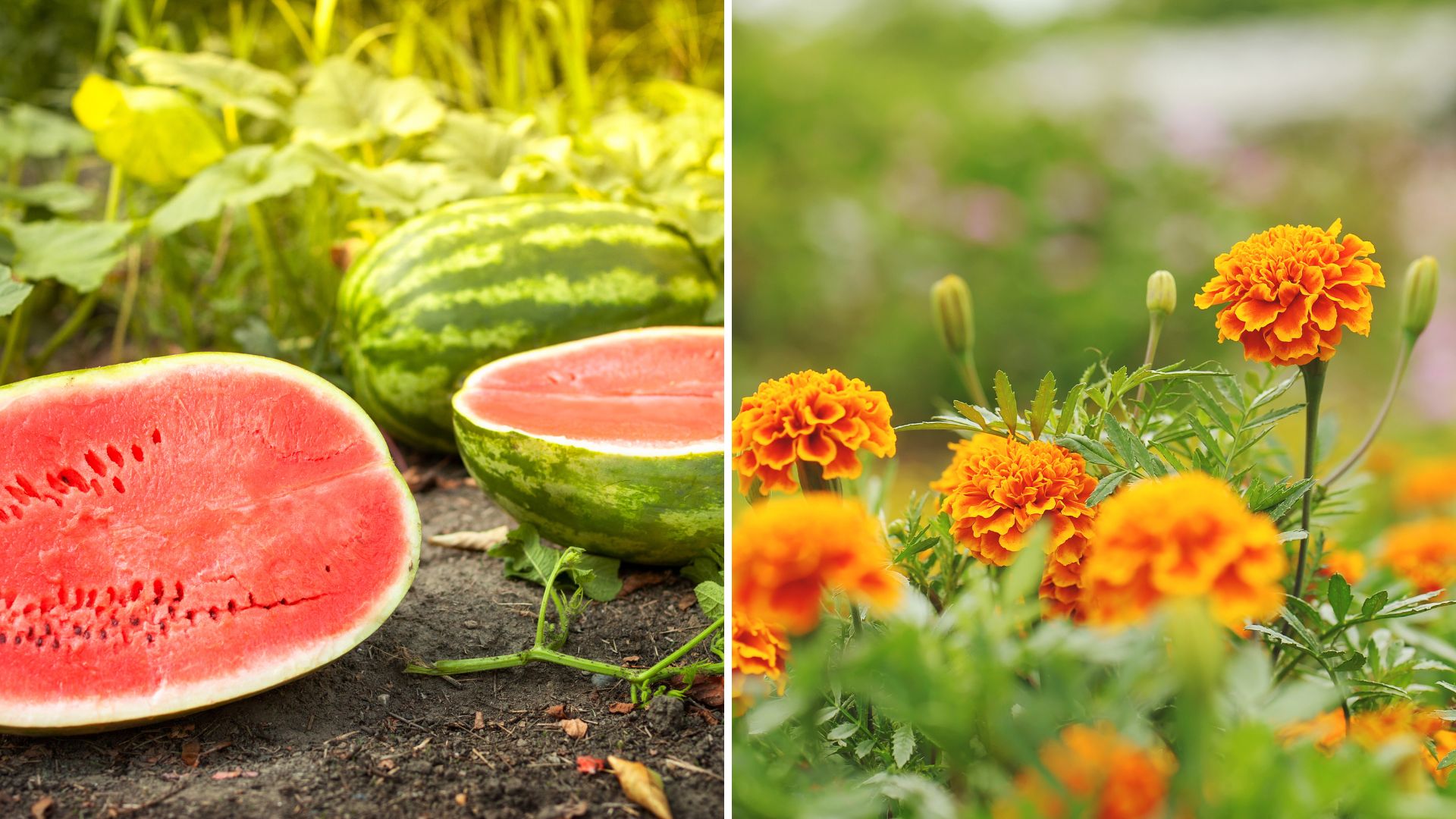 These Are The 7 Perfect Companion Plants For Watermelon That Will Make It Sweeter Than Ever Before