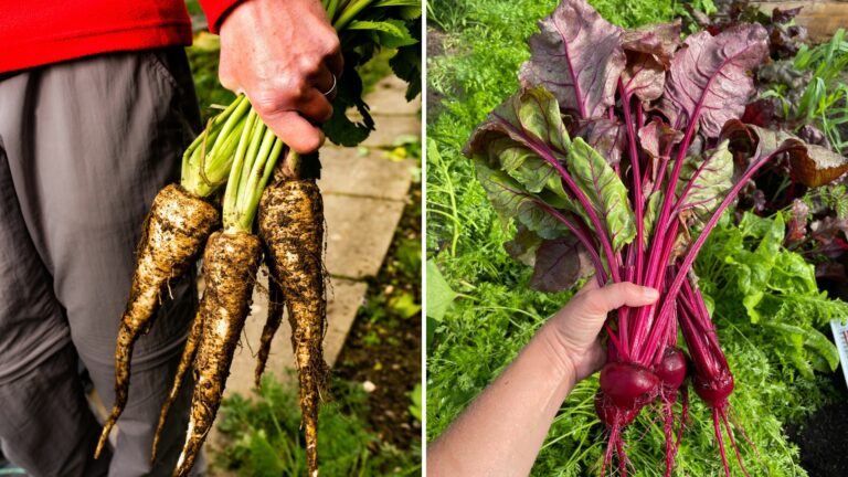 veggies to plant in june
