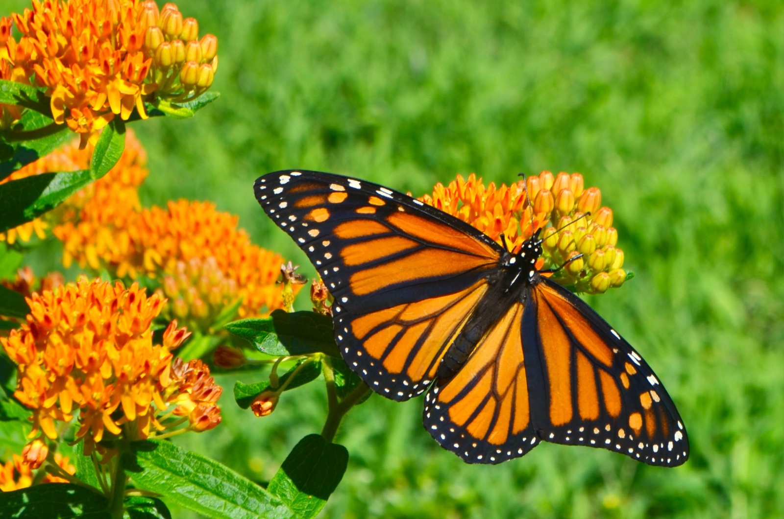 These Little Known Tricks Will Save Your Monarch Butterflies From Wasps