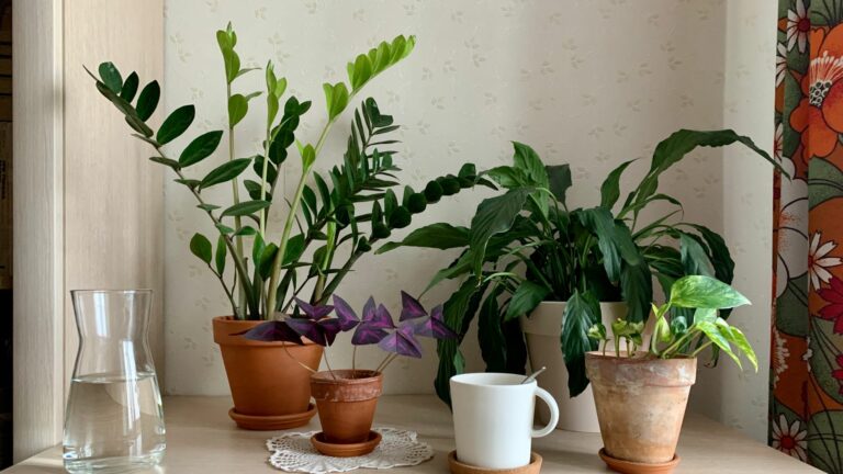 tips to save plants