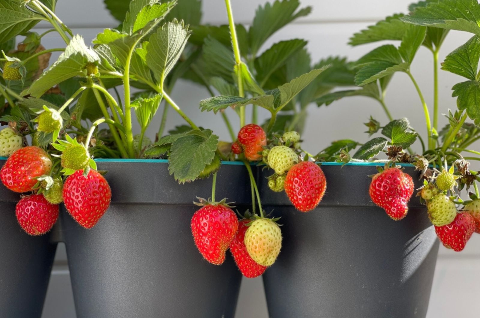 strawberry in pots