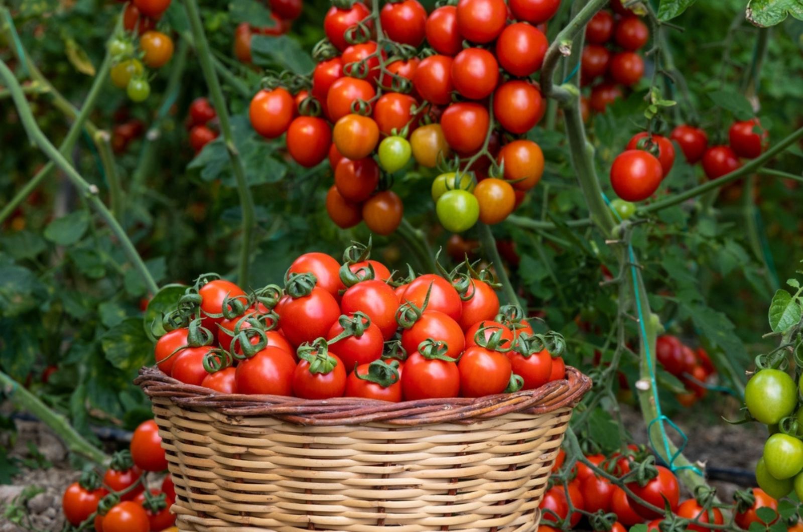 This DIY Fertilizer Will Make Every Farmer Jealous Of Your Juicy And Good-Looking Tomatoes