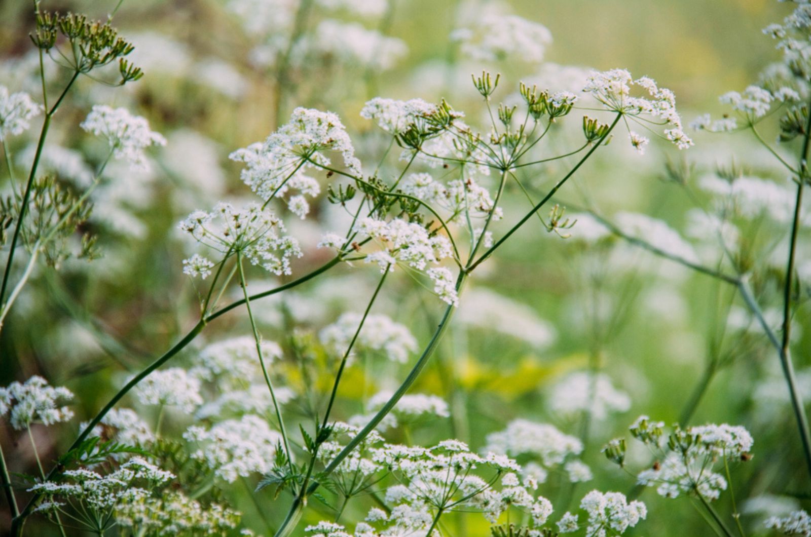 This Good Looking White Wildflower Will Be A Favorite Guest In Your Shade Garden