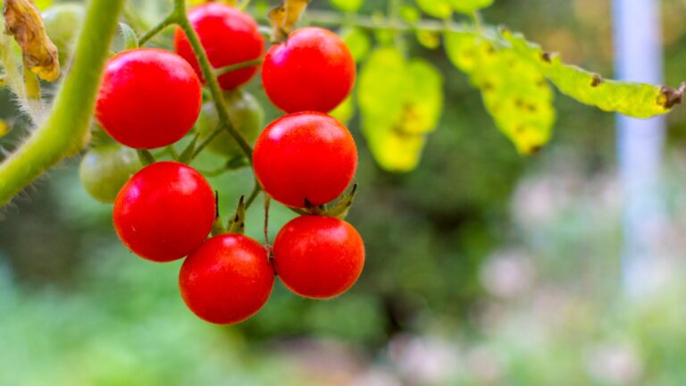 fresh tomatoes on plant
