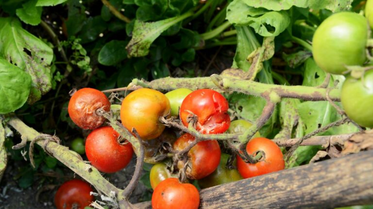 to eat or not to eat split tomatoe