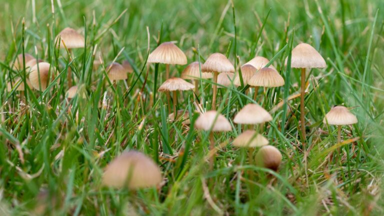 mushrooms in grass