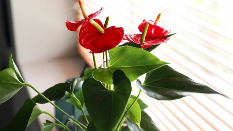 anthurium blooms