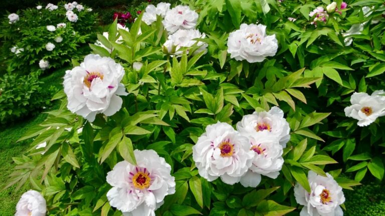 Peony tree